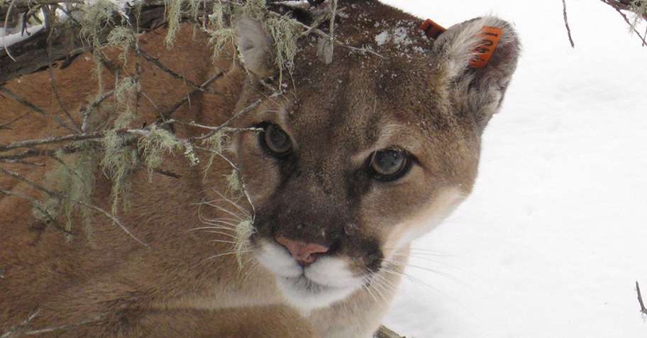 Cougar Hunt (1x1) '26/27