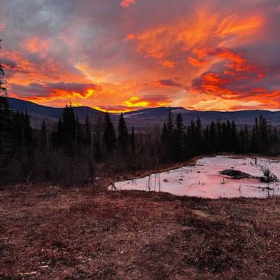 Black Bear -Spot & Stalk Rifle Hunt / British Columbia, Kanada ...