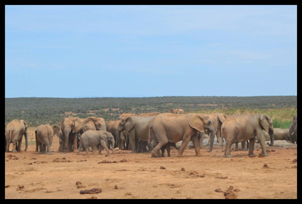 Eastern Cape Coastal Plains Game 1x1 / Восточно-Капская провинция,  Южно-Африканская Республика - BookYourHunt.com