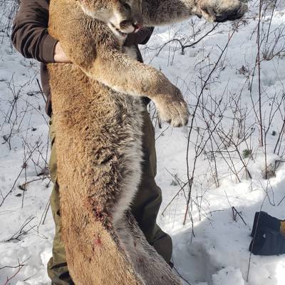 Cougar Hunt with Hounds '26