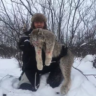 2x1 lynx and wolf '26