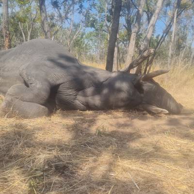 10 Day Elephant Trophy Hunt/Exportable
