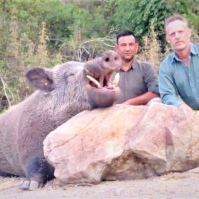 Wild Boar Stalking Hunt