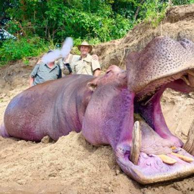5 Day Exportable Hippo Safari