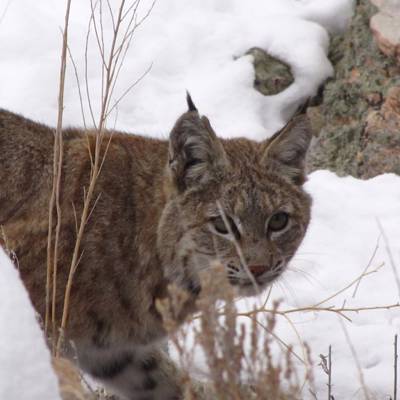 Bobcat Hunt (1x1) 25/26