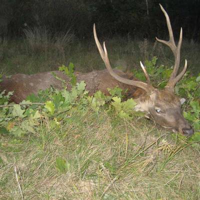 Sika deer hunting in Ukraine - BookYourHunt.com