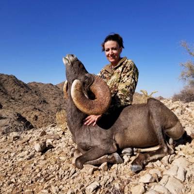 Desert Bighorn Sheep