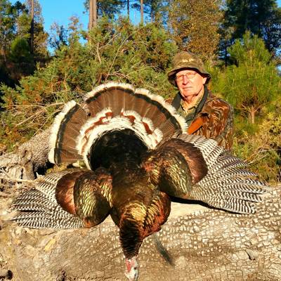 Gould's Turkey