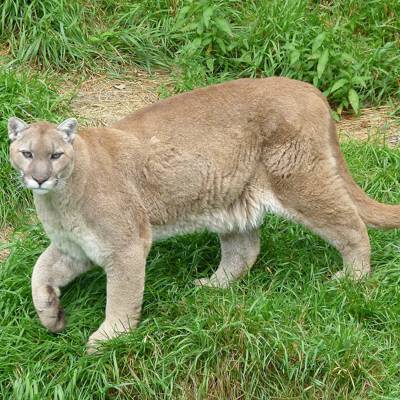 Cougar & Lynx Hunt (2x1) '25/26