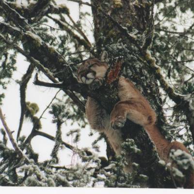 Cougar, Lynx & Bobcat Hunt (2x1) '26/27