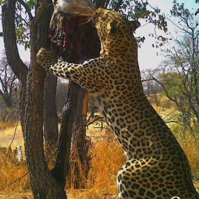 Leopard Hunt 2027