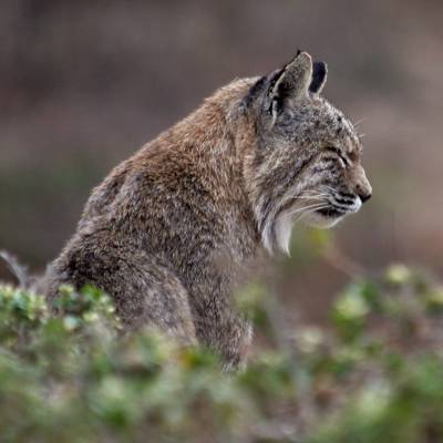 Bobcat Hunt (2x1) 25/26