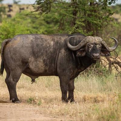 Buffalo & Sable Package Hunt