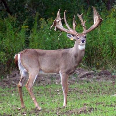 How Much Does a 200 Inch Deer Cost?