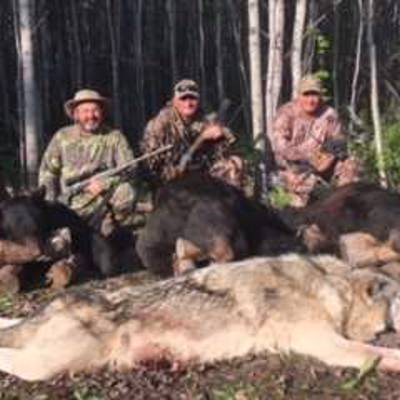 Alberta Timber Wolf Hunt