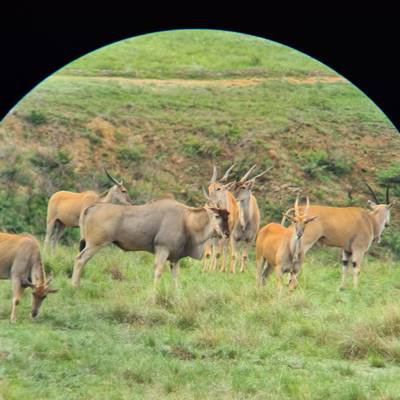 2:1 Classic Plains Game Safari