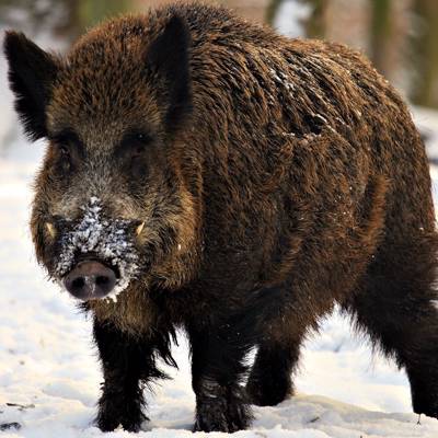 Wild boar hunting in Russia - BookYourHunt.com
