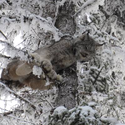 Winter Lynx Hunt