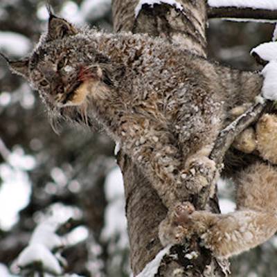 Lynx Hunt 1x1 - 2025 2026