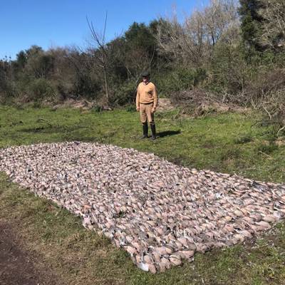 CAST & BLAST - DOVES + GOLDEN DORADO