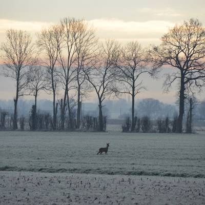 Roe Deer Management Hunt (-15% OFF)