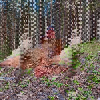 Alberta Trophy Black Bear Hunt '26