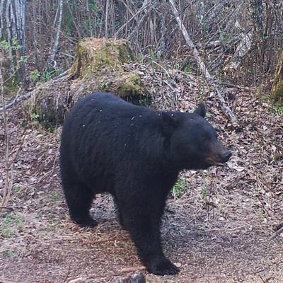 Alaska Highway Black Bear