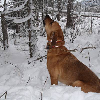 Lynx Hunt 2x1 - 2025-2026