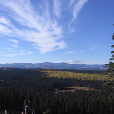 Spring Black Bear Hunt 2x1