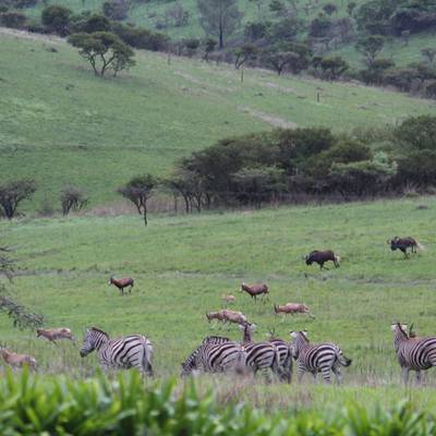 Management Cull Package