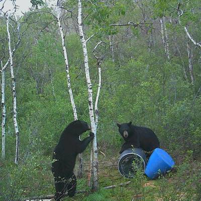 Spring Baited Black Bear Hunt '27