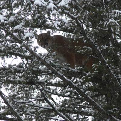 Cougar, Lynx & Bobcat Hunt (1x1) '26/27