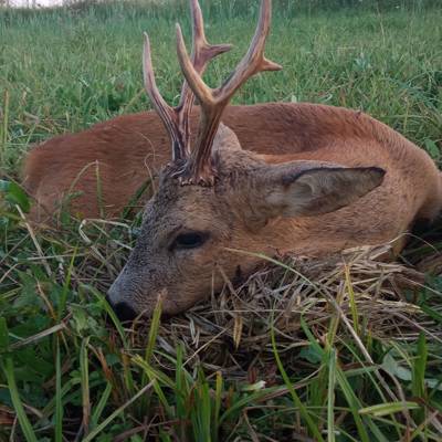 Trophy roe deer hunting