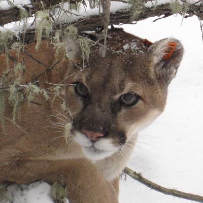 Cougar Hunt (1x1) '26/27